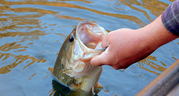 Man's Hand Pulling a Large Mouth Bass out of the water - Bait